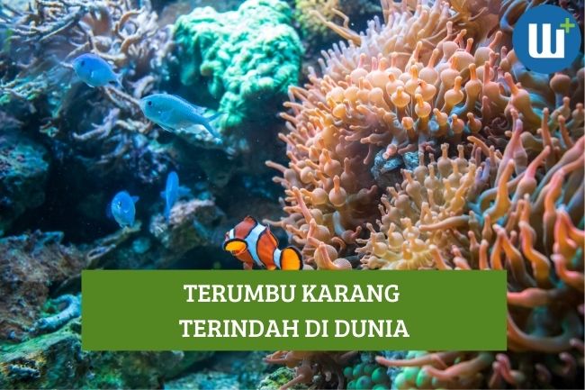 Tempat dengan Terumbu Karang Terindah di Dunia